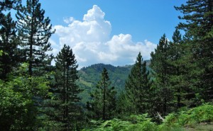 voria_pindos